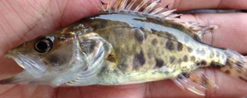 鳜鱼苗如何养，吃食期间打开辅助刺激进食