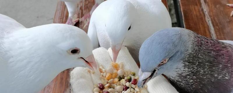 土霉素可以治鸽子拉水便吗,生病导致的可以治
