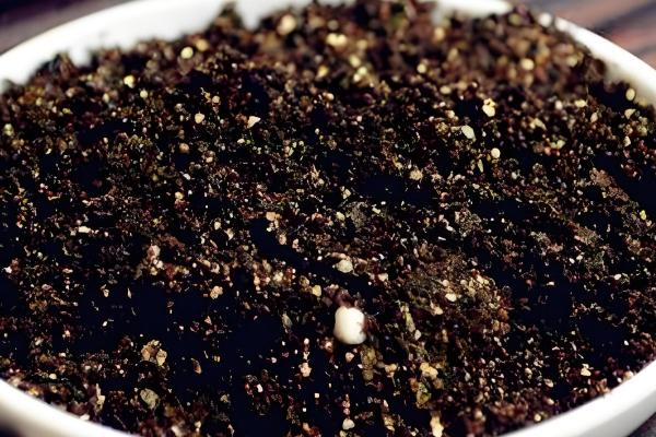 电脑宝贝的养殖方法，平时要注意遮光防晒