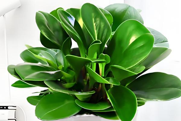 电脑宝贝的养殖方法，平时要注意遮光防晒