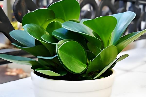 电脑宝贝的养殖方法，平时要注意遮光防晒