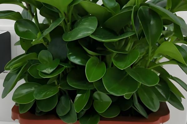 电脑宝贝的养殖方法，平时要注意遮光防晒