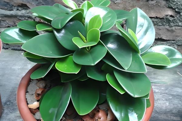 电脑宝贝的养殖方法，平时要注意遮光防晒