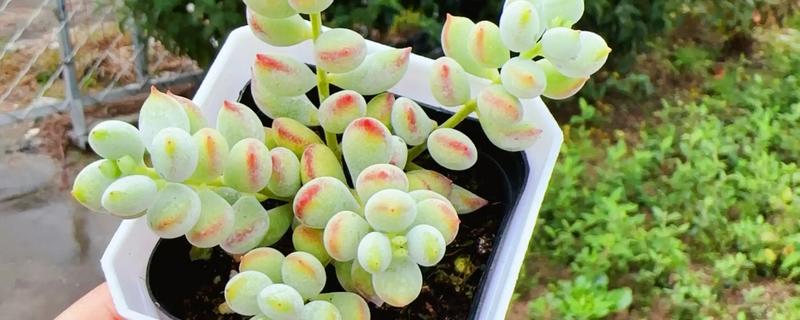 福娘多肉叶子为什么干瘪脱落，可能是强光暴晒所致