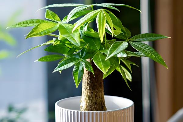 开业可以送哪些盆栽植物,可以送发财树、金钱树等