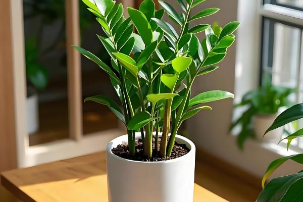 开业可以送哪些盆栽植物,可以送发财树、金钱树等