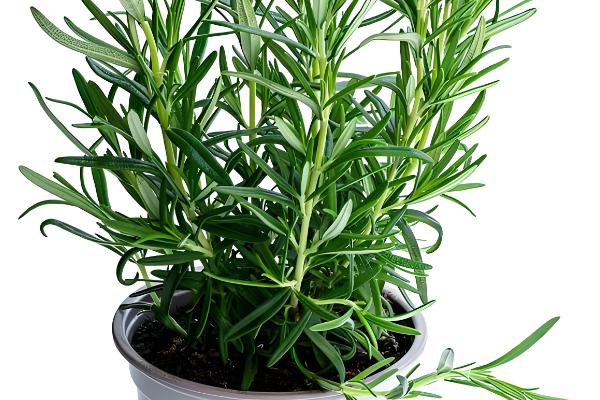 开业可以送哪些盆栽植物,可以送发财树、金钱树等