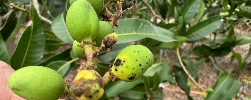 芒果炭疽病如何防治，开花期可喷洒克菌丹