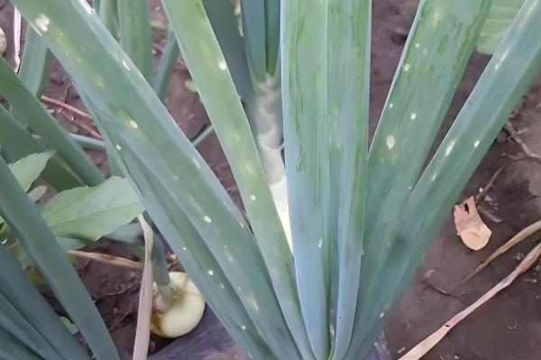 洋葱什么时候容易发生黑曲霉病，高温和高湿条件下容易发生