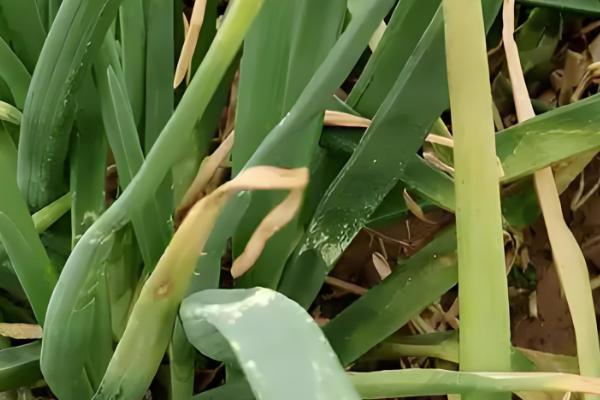 洋葱什么时候容易发生黑曲霉病，高温和高湿条件下容易发生