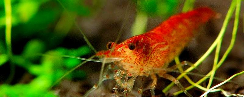 樱花虾变透明的原因，受惊、水质差、喂食不当都会引起