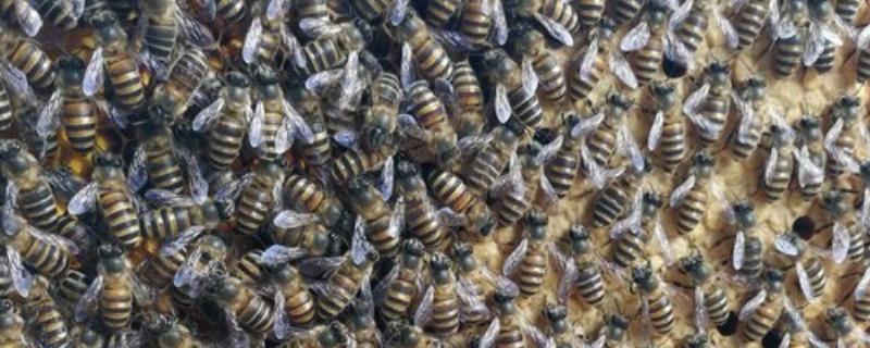 如何辨认中蜂还是意蜂，可以从体色、体型等方面辨别