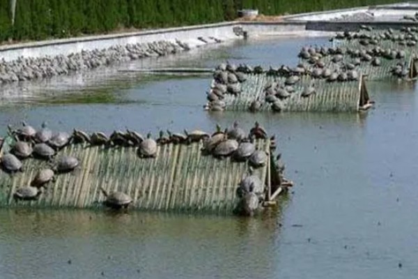 甲鱼的换水间隔,每隔7-15天换一次