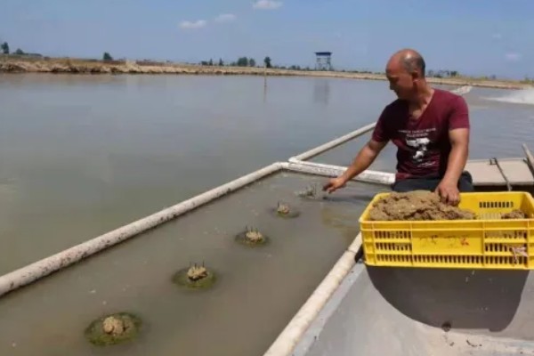 甲鱼的换水间隔,每隔7-15天换一次
