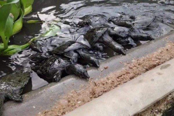 甲鱼的换水间隔,每隔7-15天换一次