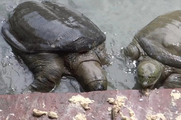 甲鱼的换水间隔,每隔7-15天换一次