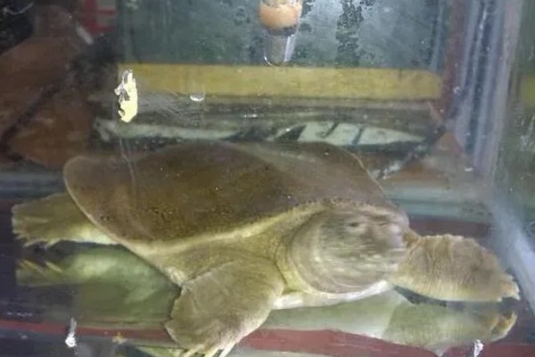 甲鱼的换水间隔,每隔7-15天换一次