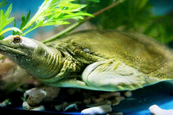 甲鱼的换水间隔,每隔7-15天换一次