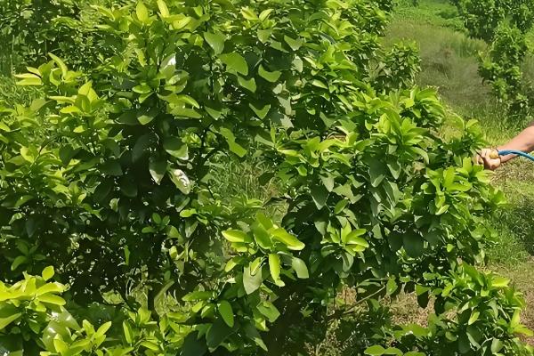 14羟基芸苔素甾醇与芸苔素内酯的区别,来源与活性均不同