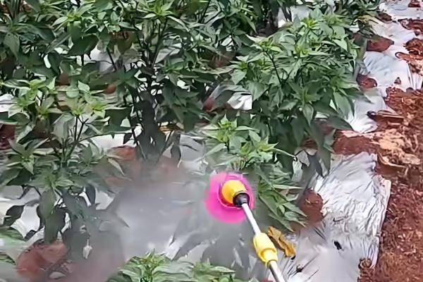 14羟基芸苔素甾醇与芸苔素内酯的区别,来源与活性均不同