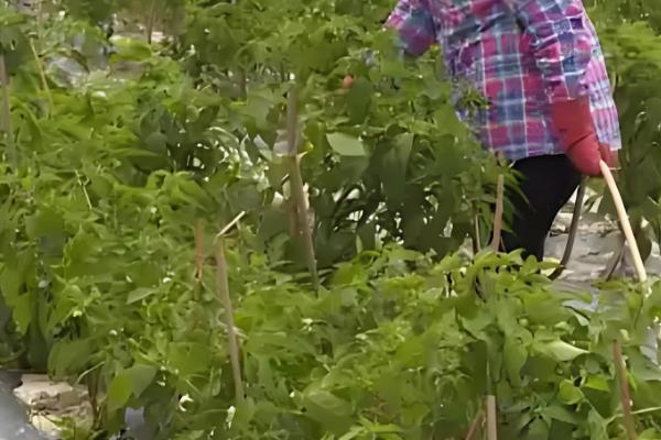 14羟基芸苔素甾醇与芸苔素内酯的区别,来源与活性均不同
