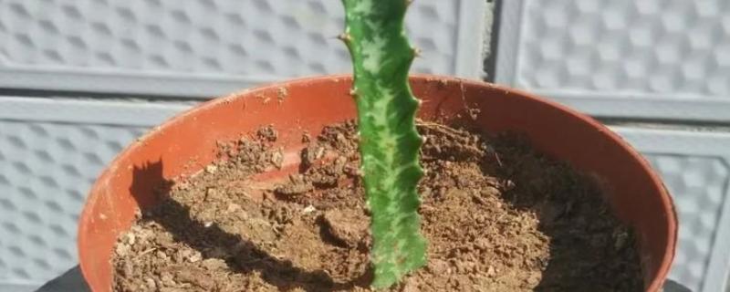 龙骨花的扦插方法,建议在每年的4-9月进行