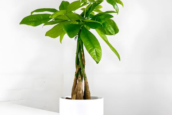 发财树能不能一直水培,长到50厘米左右时需改为土培