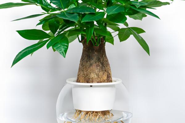 发财树能不能一直水培,长到50厘米左右时需改为土培