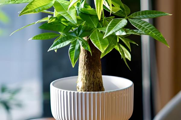 发财树能不能一直水培,长到50厘米左右时需改为土培