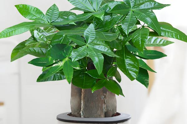 发财树能不能一直水培,长到50厘米左右时需改为土培