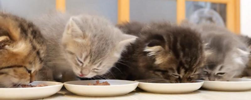 猫为什么会拉肚子,可能是消化不良、肠胃不适等因素造成