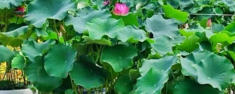 荷花的种植方法，生长期间追施一次尿素