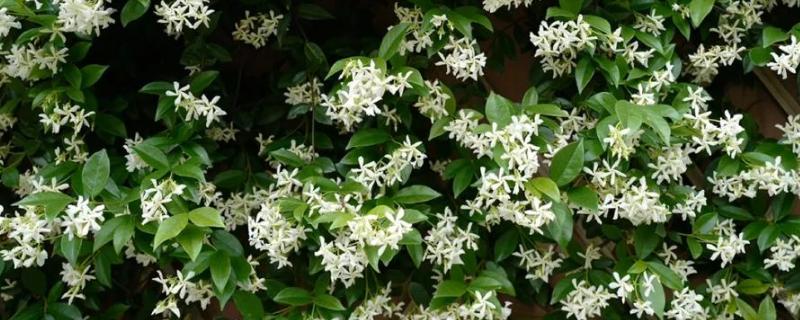 风车茉莉的过冬方法，剪除病枯枝、交叉枝可减少病虫害的发生