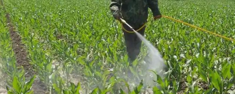 玉米什么时候打药，在3-5片叶期和杂草2-4叶期时