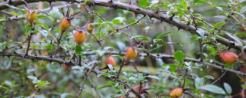 金樱子是不是蔷薇花的种子，属于蔷薇科属植物金樱子的果实
