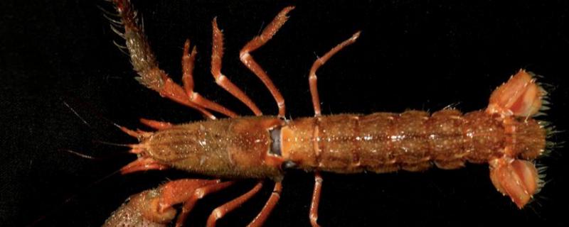 泥虾是海虾吗,泥虾分布于中国南北沿海