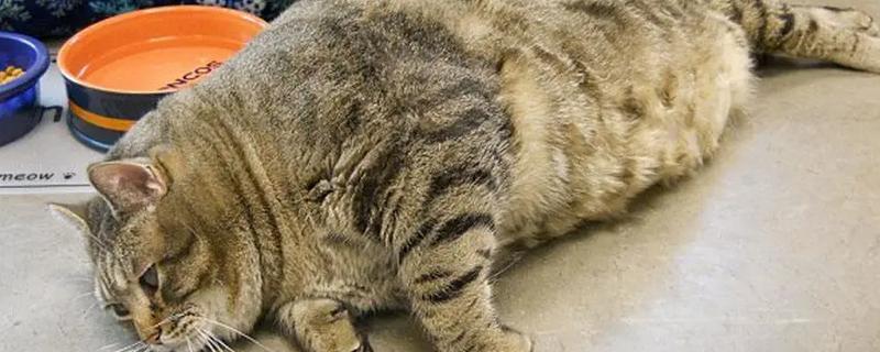 猫减肥的正确做法，一定要有计划的控制食物摄入量