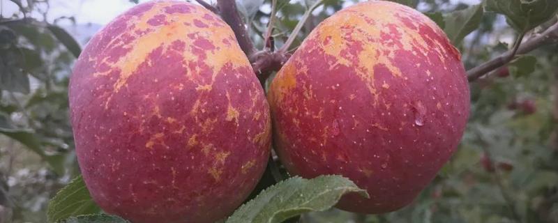 四川丑苹果好吃还是云南丑苹果好吃，两个品种都有不错的味道