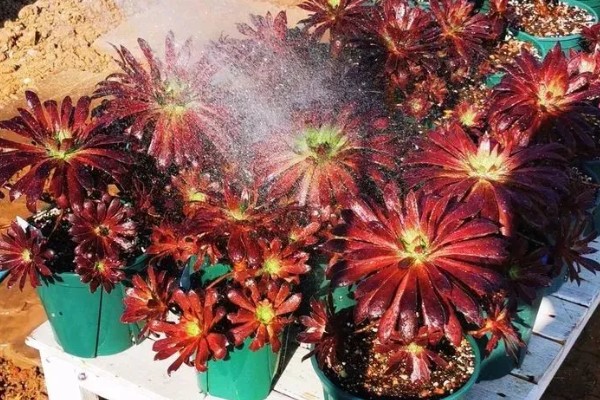 法师长气根的原因，可能是缺少水分导致的