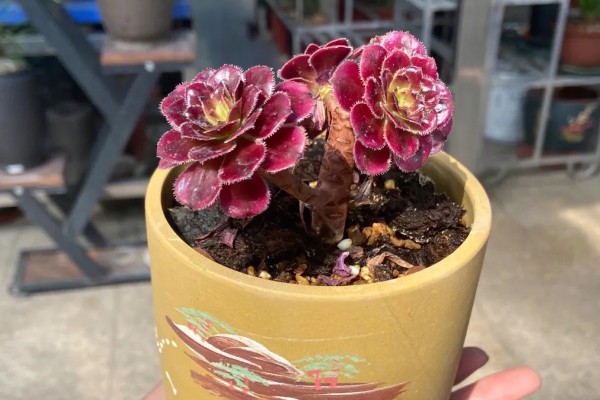 法师长气根的原因，可能是缺少水分导致的