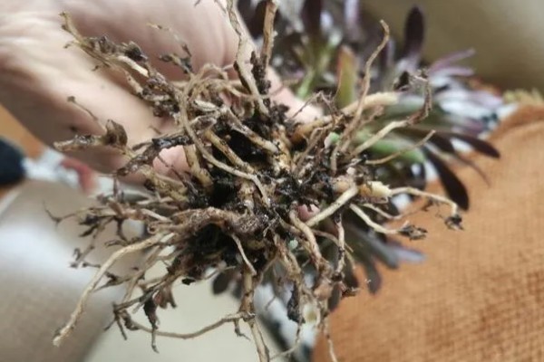 法师长气根的原因，可能是缺少水分导致的