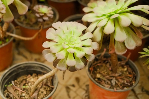 法师长气根的原因，可能是缺少水分导致的