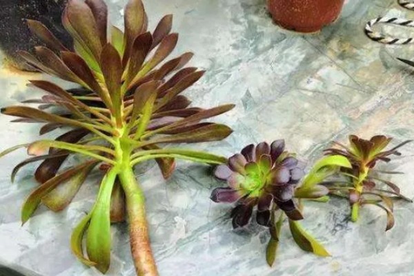 法师长气根的原因，可能是缺少水分导致的