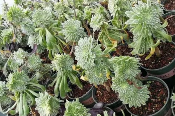 法师长气根的原因，可能是缺少水分导致的