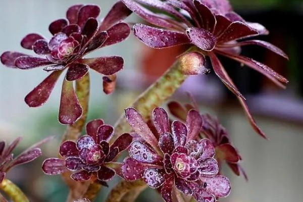 法师长气根的原因，可能是缺少水分导致的