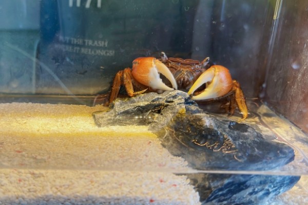 怎么养相手蟹,根据蟹的大小和数量选择缸子