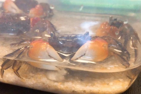 怎么养相手蟹,根据蟹的大小和数量选择缸子