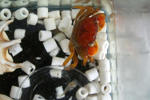 怎么养相手蟹,根据蟹的大小和数量选择缸子