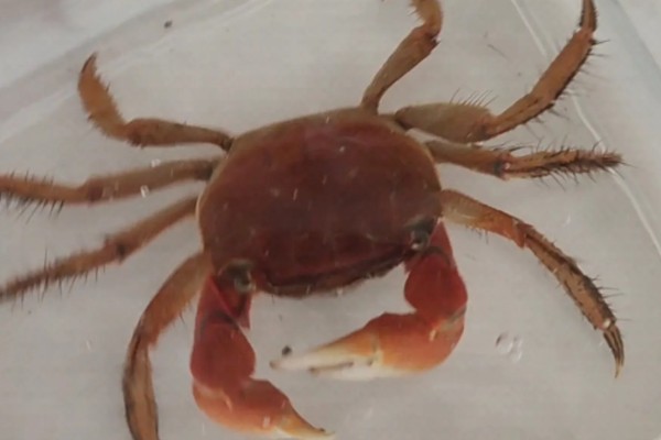 怎么养相手蟹,根据蟹的大小和数量选择缸子