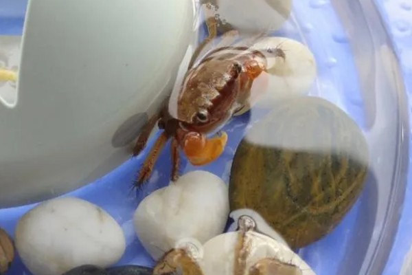 怎么养相手蟹,根据蟹的大小和数量选择缸子